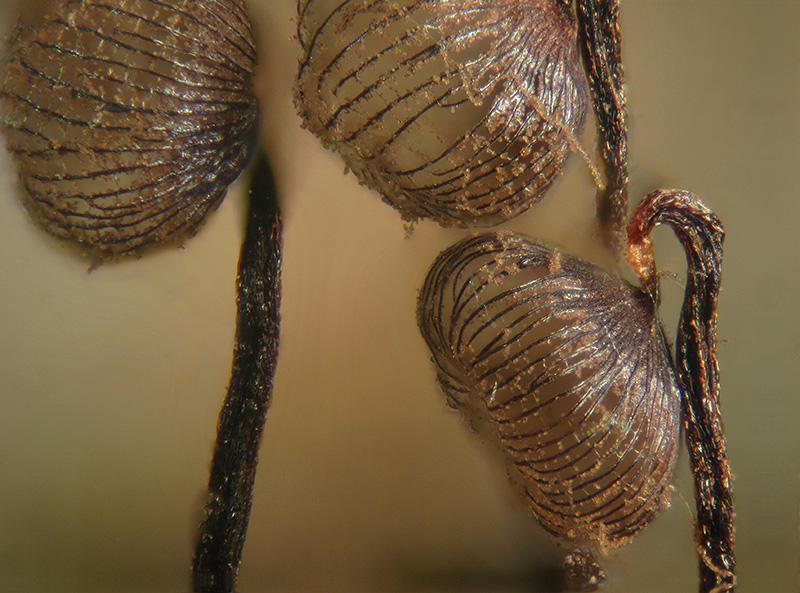 Cribraria cancellata